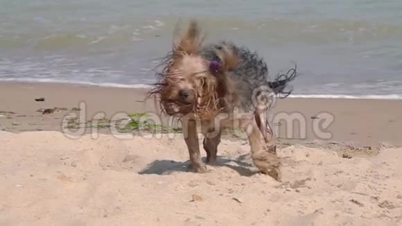 狗在沙滩上摇晃水视频的预览图