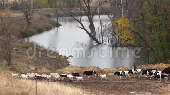 秋天在草地上散步的牛和山羊视频的预览图