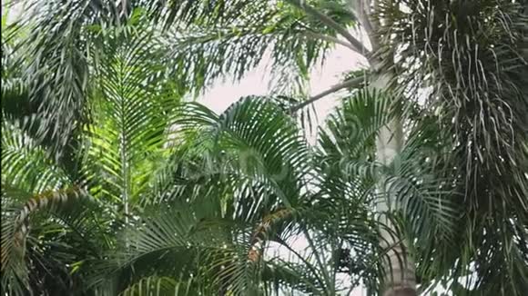 绿色丛林树木和棕榈对抗蓝天和光辉的太阳旅游假期自然概念从热带地区俯瞰视频的预览图