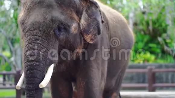 一头大象站在Safari公园的篱笆后面嘴巴闭起来视频的预览图