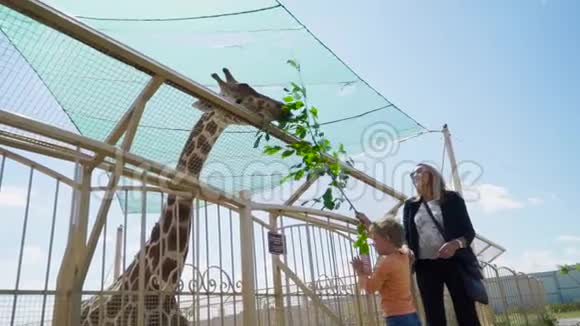 母子在动物园喂长颈鹿视频的预览图