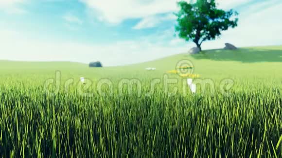 美丽的视频清晨绿草如茵树在背景下花朵朝阳和云彩在蓝色上美丽美丽视频的预览图