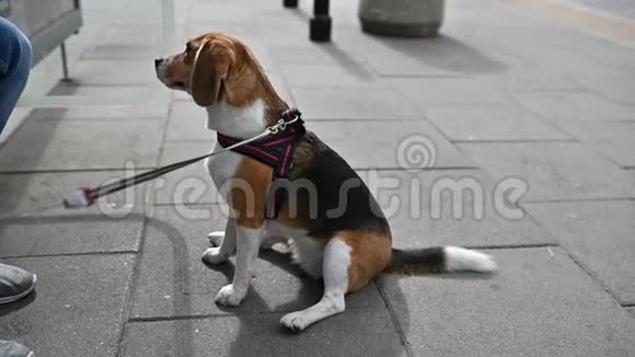 可爱漂亮的小猎犬和主人一起玩户外游戏视频的预览图