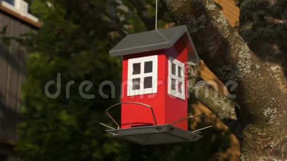 红木鸟喂食器挂在树上视频的预览图