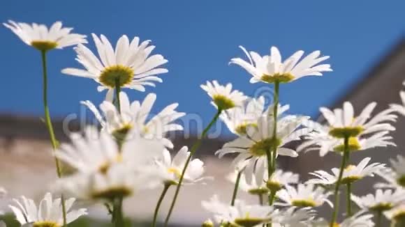 在晴朗的夏日里白色的雏菊迎风摇曳在夏日公园的蓝天上美丽的白色花朵视频的预览图