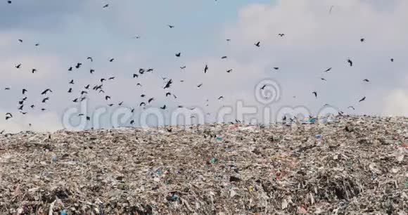 垃圾山在第三世界非回收县与鸟类飞越视频的预览图