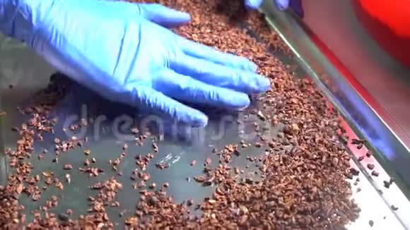 检查可可片所有纤维皮被移除巧克力生产视频的预览图