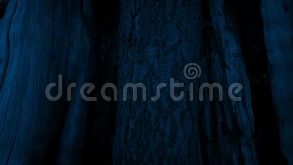 在夜和月移动大树主干视频的预览图