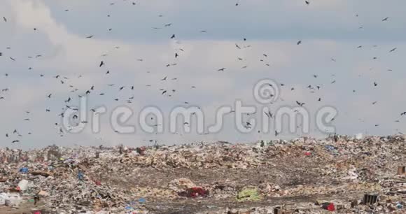 在非回收第三世界国家的巨大垃圾场上的人和鸟视频的预览图
