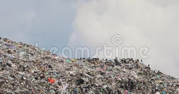 成群的乌鸦吃坐着飞过巨大的垃圾山上的垃圾场回收问题视频的预览图