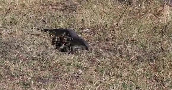 博茨瓦纳非洲野生动物Chobe的蜥蜴监测视频的预览图