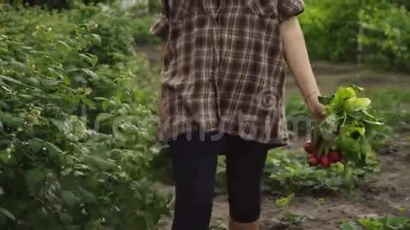 女人的手握在萝卜的手心里在夕阳的照耀下农场里滴着水珠视频的预览图