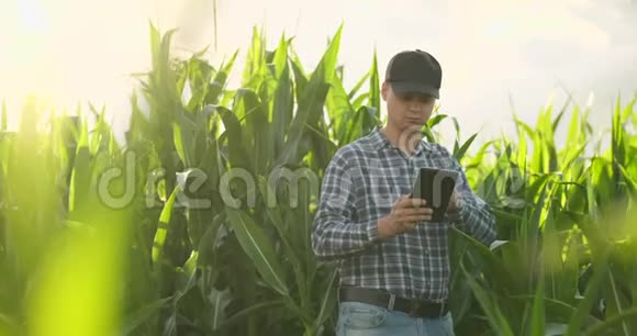年轻的男性农艺师或农业工程师用数字平板和笔观察绿色稻田视频的预览图
