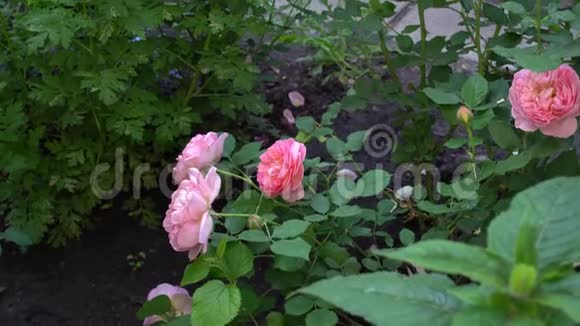 带有玫瑰和鲜花的英国传统花园视频的预览图