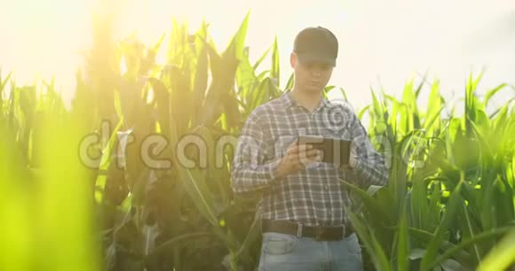 年轻的男性农艺师或农业工程师用数字平板和笔观察绿色稻田视频的预览图