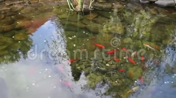 带金属硬币的池塘锦鲤鱼视频的预览图
