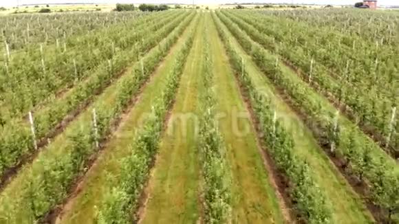 苹果种植园的鸟瞰图苹果的栽培全景苹果果园用无人机拍摄照相机视频的预览图