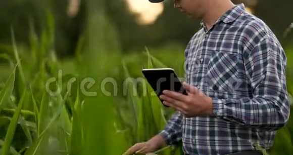 农民正在日落时检查玉米作物近距离触摸田间玉米叶片视频的预览图