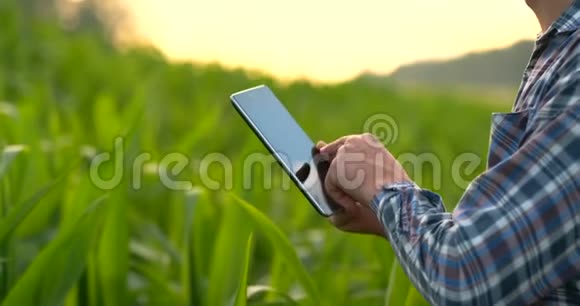 特写手工工程师农学家带着一台平板电脑在日落时在一个现代化的农场里检查植物视频的预览图