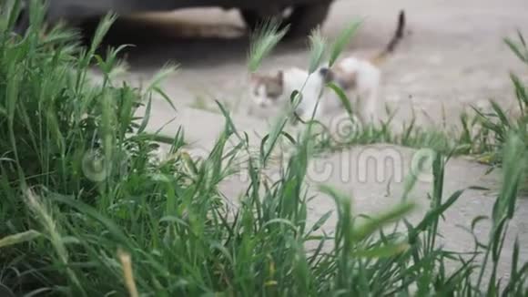 可爱的猫在草地上走着看着镜头视频的预览图