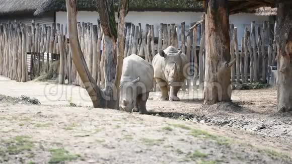 两头犀牛拉丁名字西穆姆附近的湖生活在非洲肯尼亚的非洲动物视频的预览图