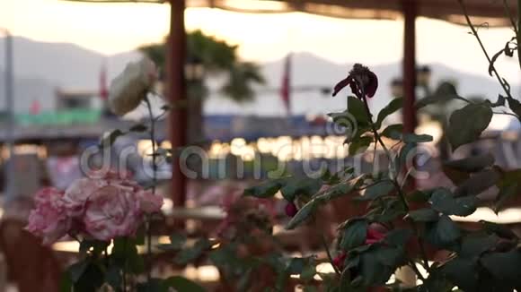 在海边的露台咖啡馆里的一盆美丽的玫瑰慢动作视频的预览图