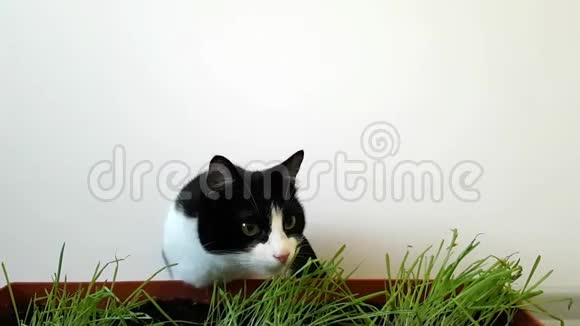 黑白猫在白色的墙上吃着发芽的草视频的预览图