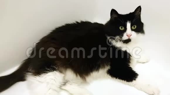 一只大的成年猫躺在雪白的浴缸里好奇地环顾四周视频的预览图