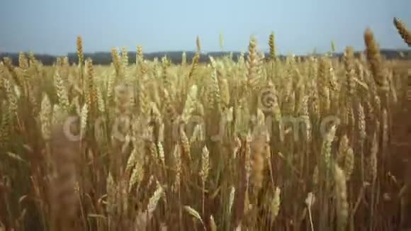 农村大田麦头的成熟种子环保小麦种植小麦作物接近视频的预览图