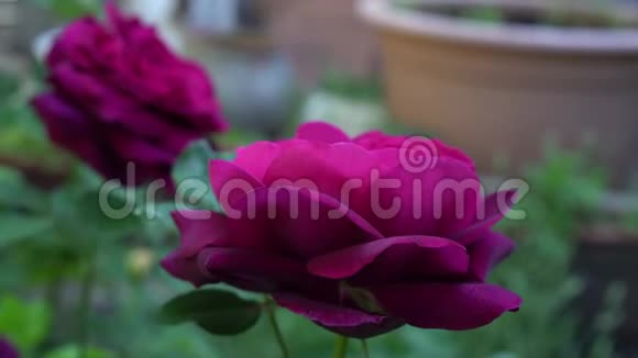 传统花园中的深红色英国玫瑰视频的预览图