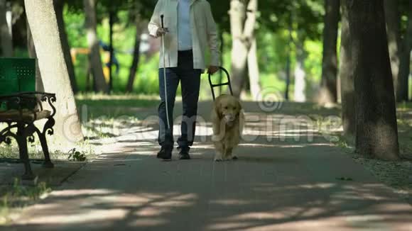 盲人手持导盲犬马具带着训练有素的宠物在公园安全行走视频的预览图