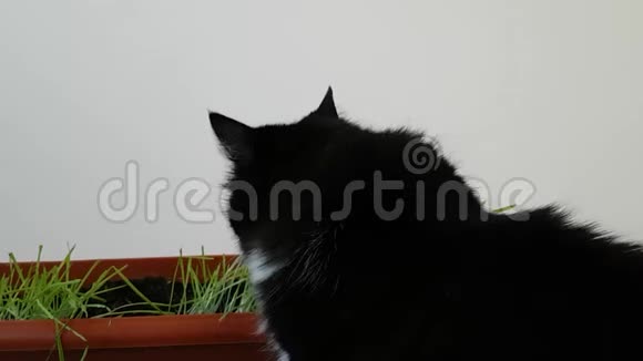 一只黑白猫坐在一盆发芽的草旁边家照顾动物猫舔视频的预览图
