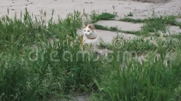 猎人猫躲在草地上看着某人视频的预览图