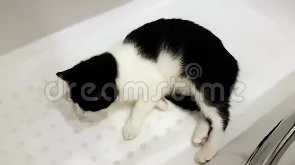 非常活跃的家猫在洗澡时玩得很开心充满了曲折视频的预览图