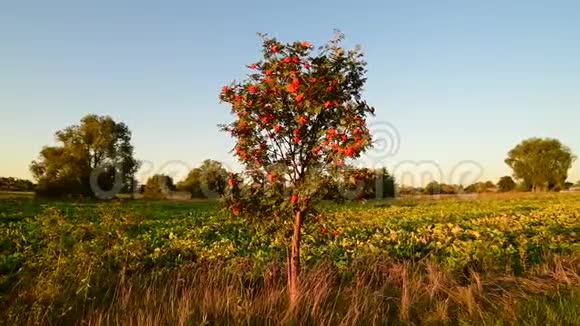 日落的乡村景观和罗湾树视频的预览图