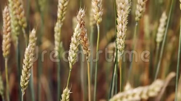 麦田特写种植小麦作物农业经营理念带颗粒摇动的小穗视频的预览图