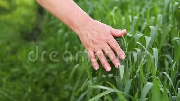 粮食作物的田地在强风下移动雌性手触摸绿色小麦芽视频的预览图