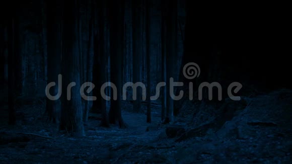 在月光下穿越森林小径视频的预览图
