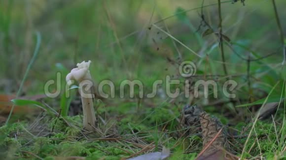 森林里的蘑菇视频的预览图