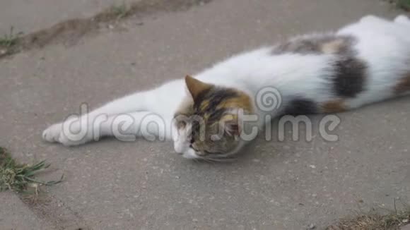 美丽的猫躺在地上紧紧地视频的预览图