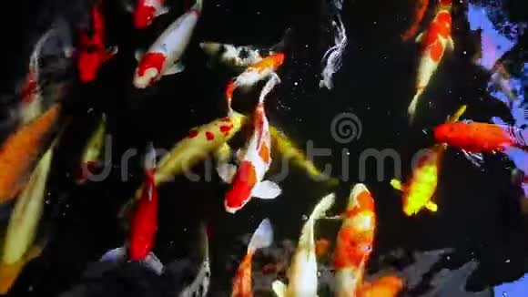鱼缸池下的锦鲤视频的预览图
