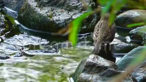麻雀洗澡视频的预览图