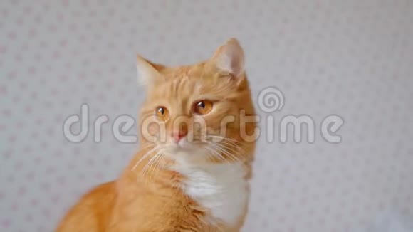 可爱的毛茸茸的姜猫坐在床上看着固定的注意力和兴趣在家里视频的预览图