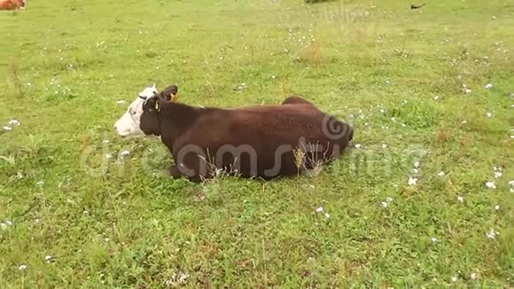 宠物牛在绿色的田野里休息视频的预览图