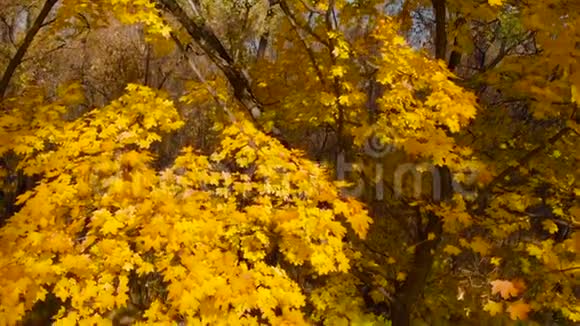 在一棵秋天的树上浓密的黄色树叶特写视频的预览图