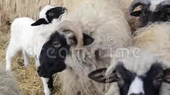 好奇的羊看着相机等待食物农场里的羊和羊羔羊在s附近的牧场上吃着视频的预览图