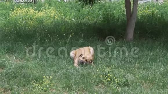 狗躺在绿草地上吃肉吃骨头视频的预览图