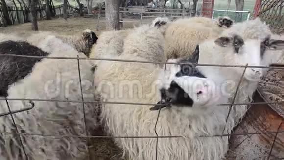 好奇的羊看着相机等待食物农场里的羊和羊羔羊在s附近的牧场上吃着视频的预览图