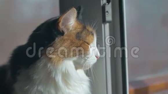 家猫坐在窗户上晒太阳视频的预览图