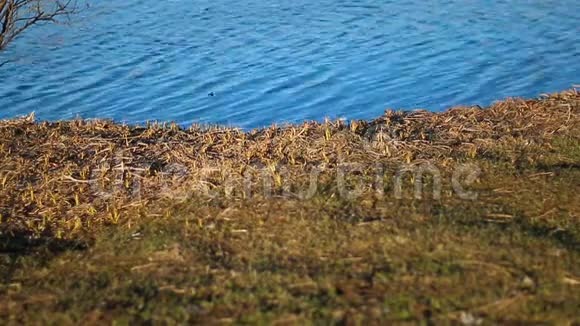 湖的美景风沿湖面旋转一个小波纹视频的预览图